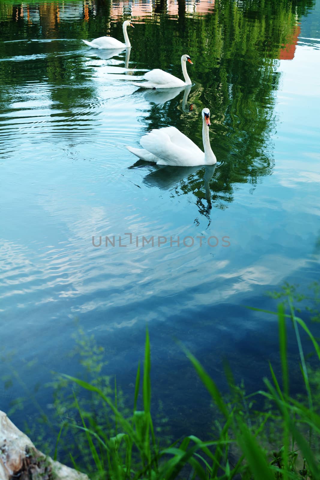 Group of swans by photosampler