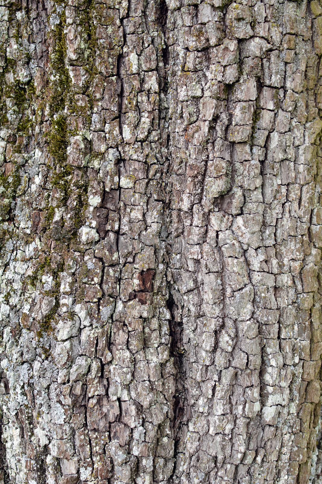 Very old pear tree texture.
