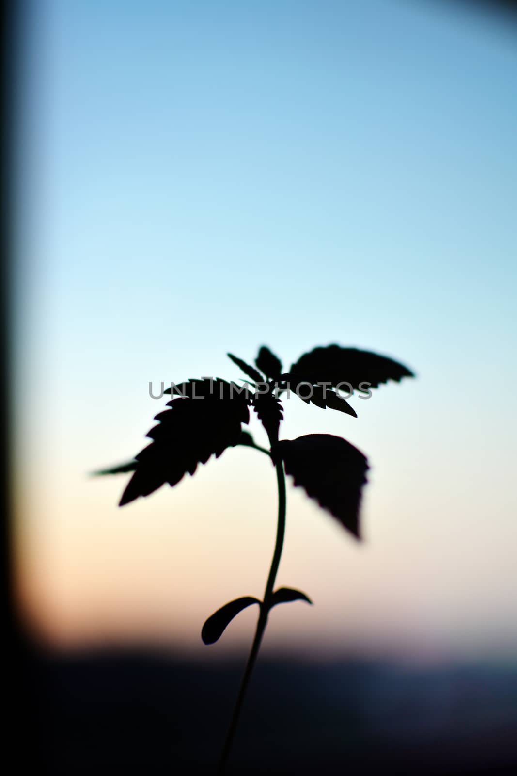 Soft background with a cannabis silhouette