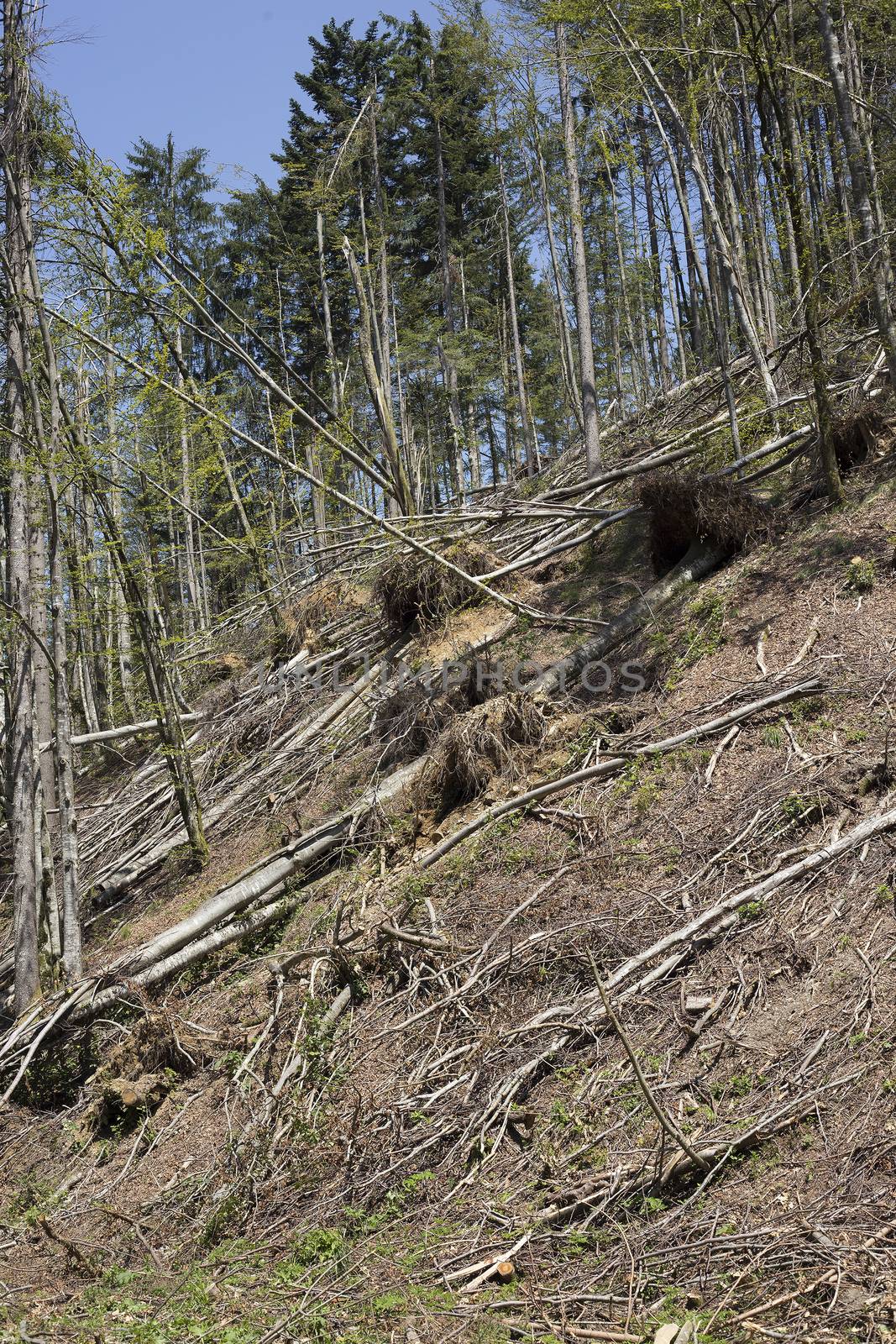 Demolished forest after a storm or a heavy winter snow.