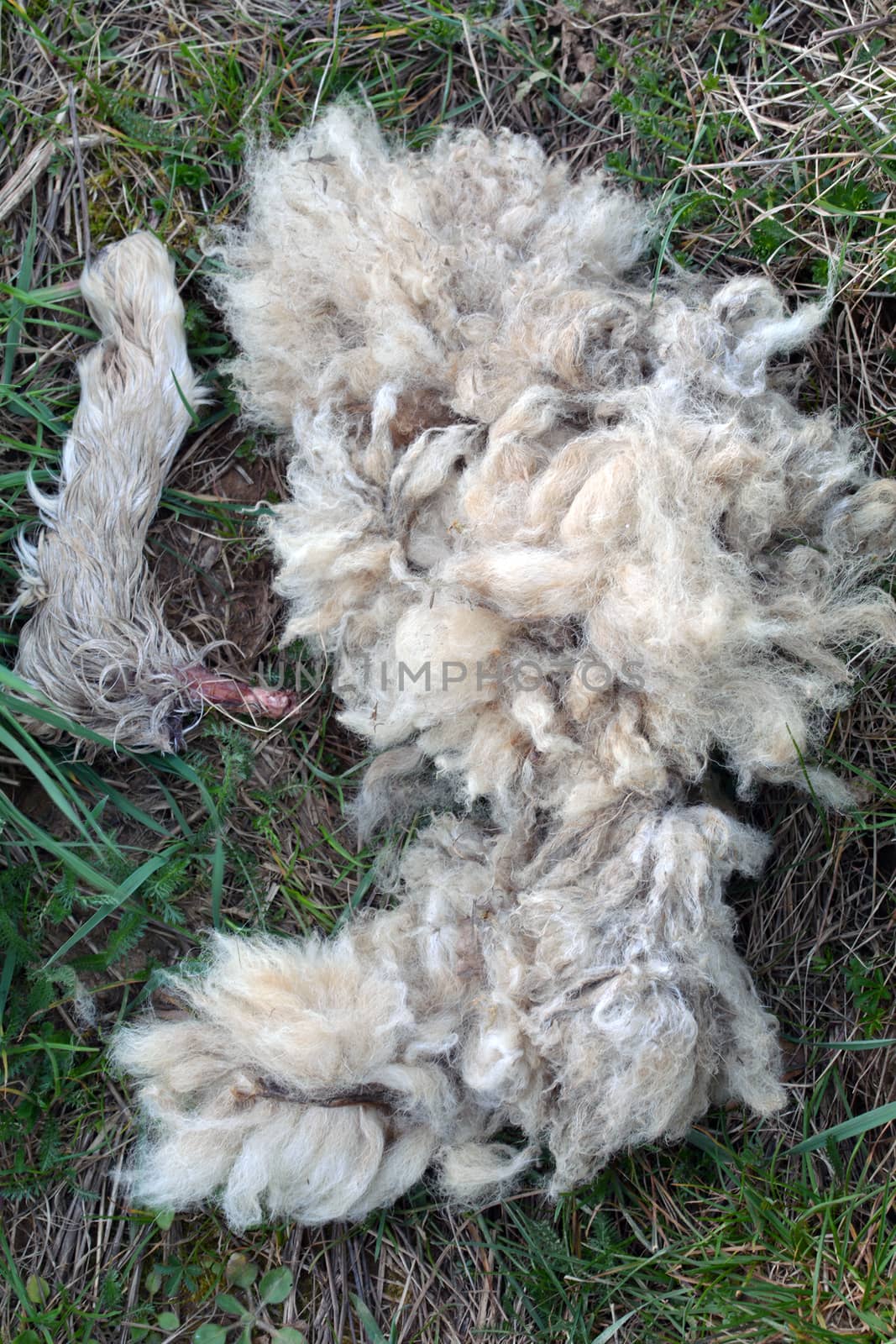 Dead lamb remains by photosampler