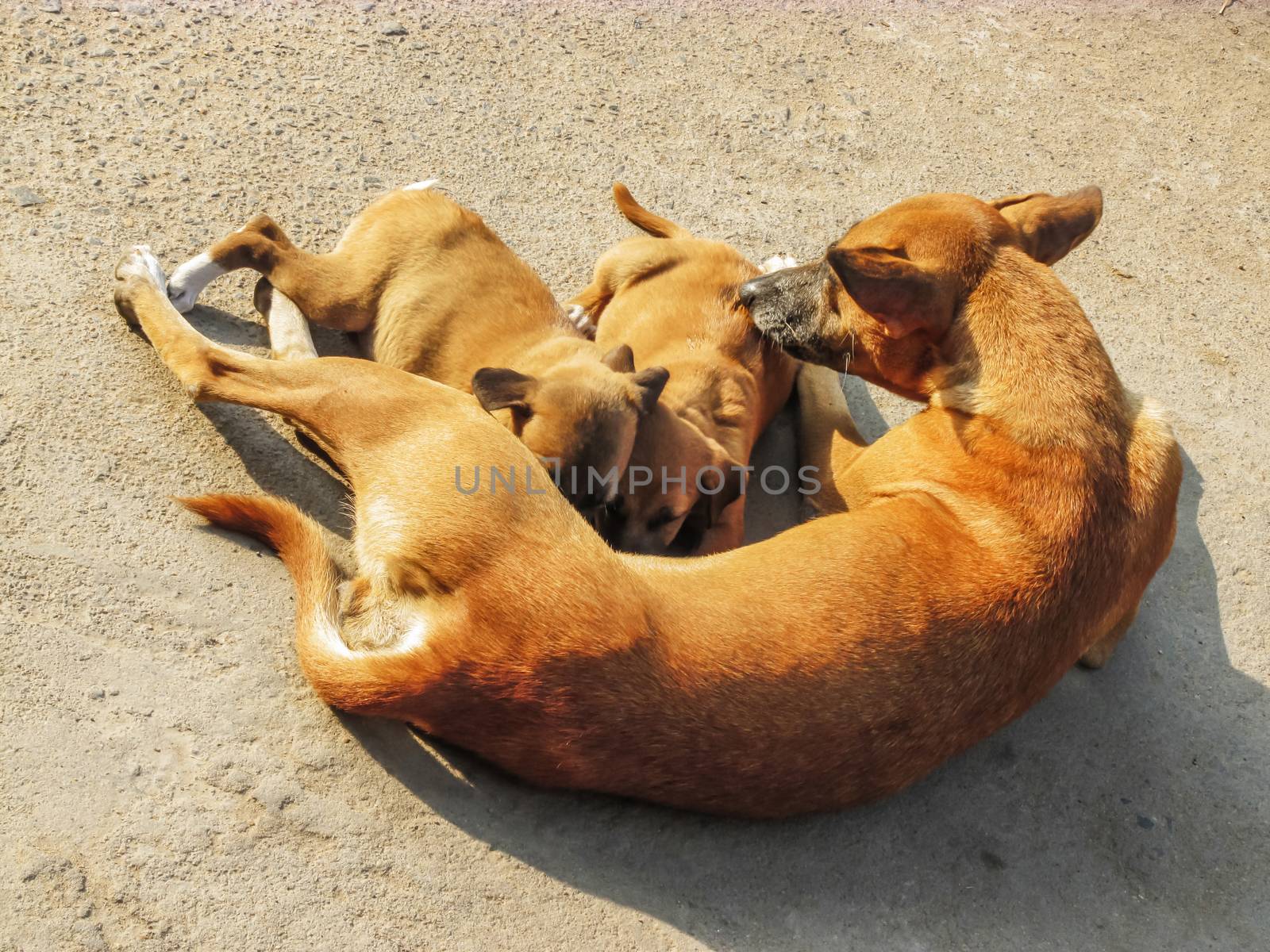Motherhood of a doggy mother by drpgayen