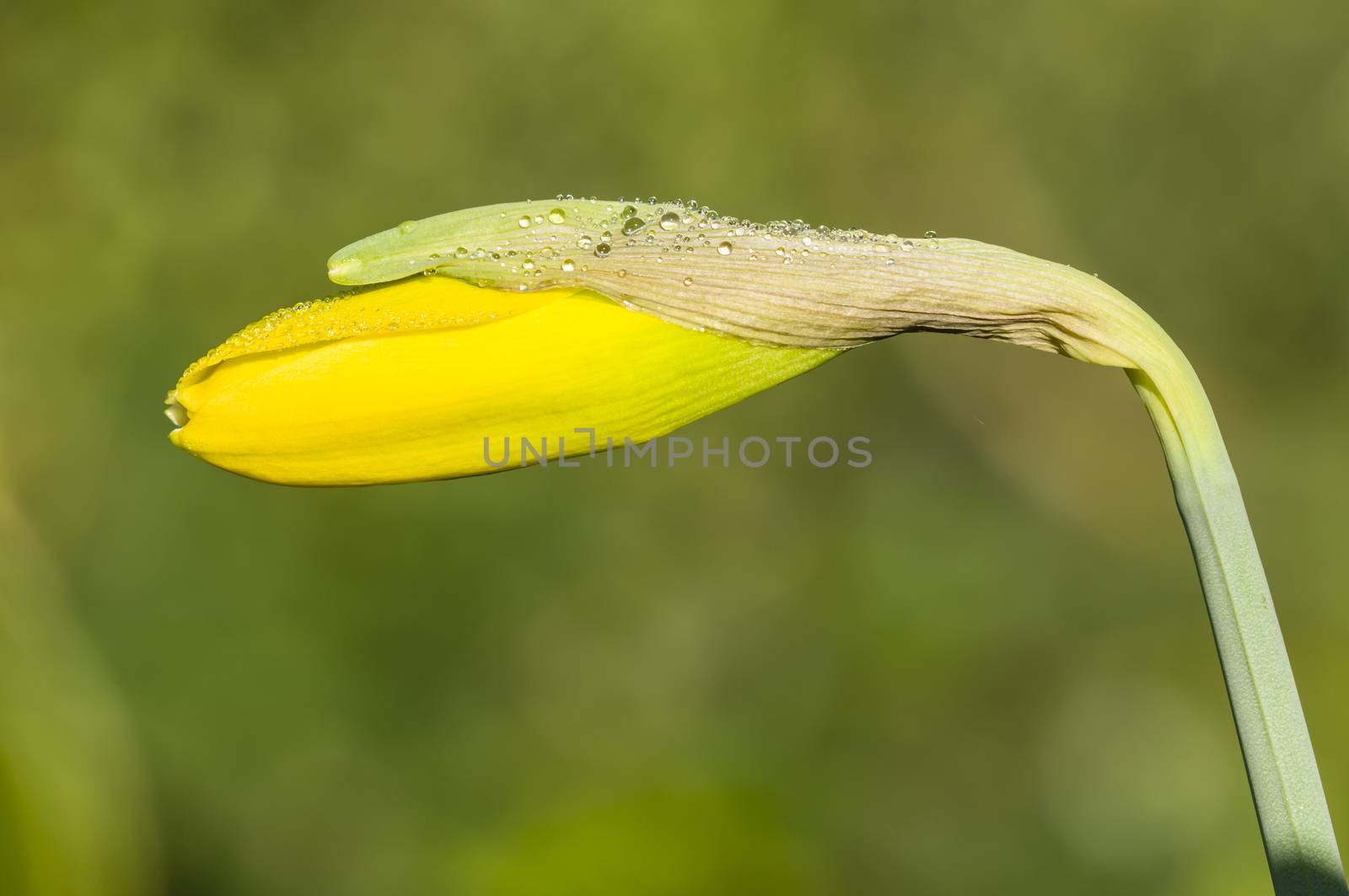 Narcissus flower bud, daffodil, jonquil and Lent lily