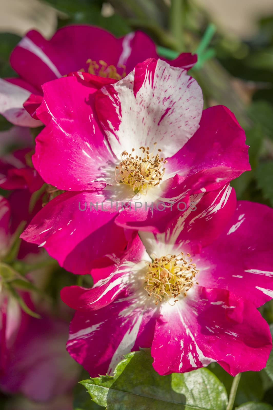 Colorful roses close up in full bloom