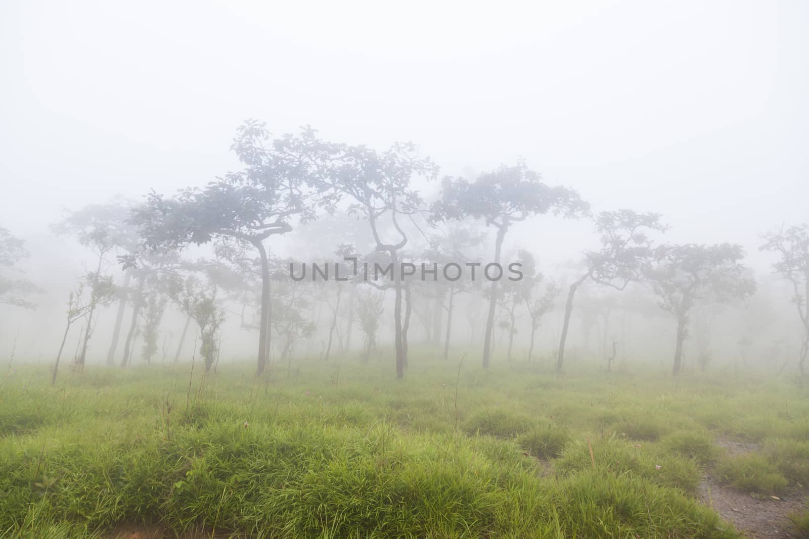 Misty on mountain in the morning.Trees covered with Misty in the morning. And cold air in the winter.