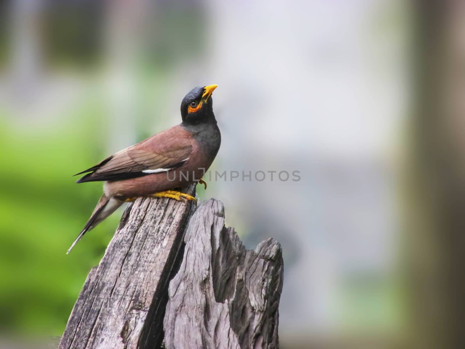 The Common Myna or Indian Myna,Acridotheres tristis