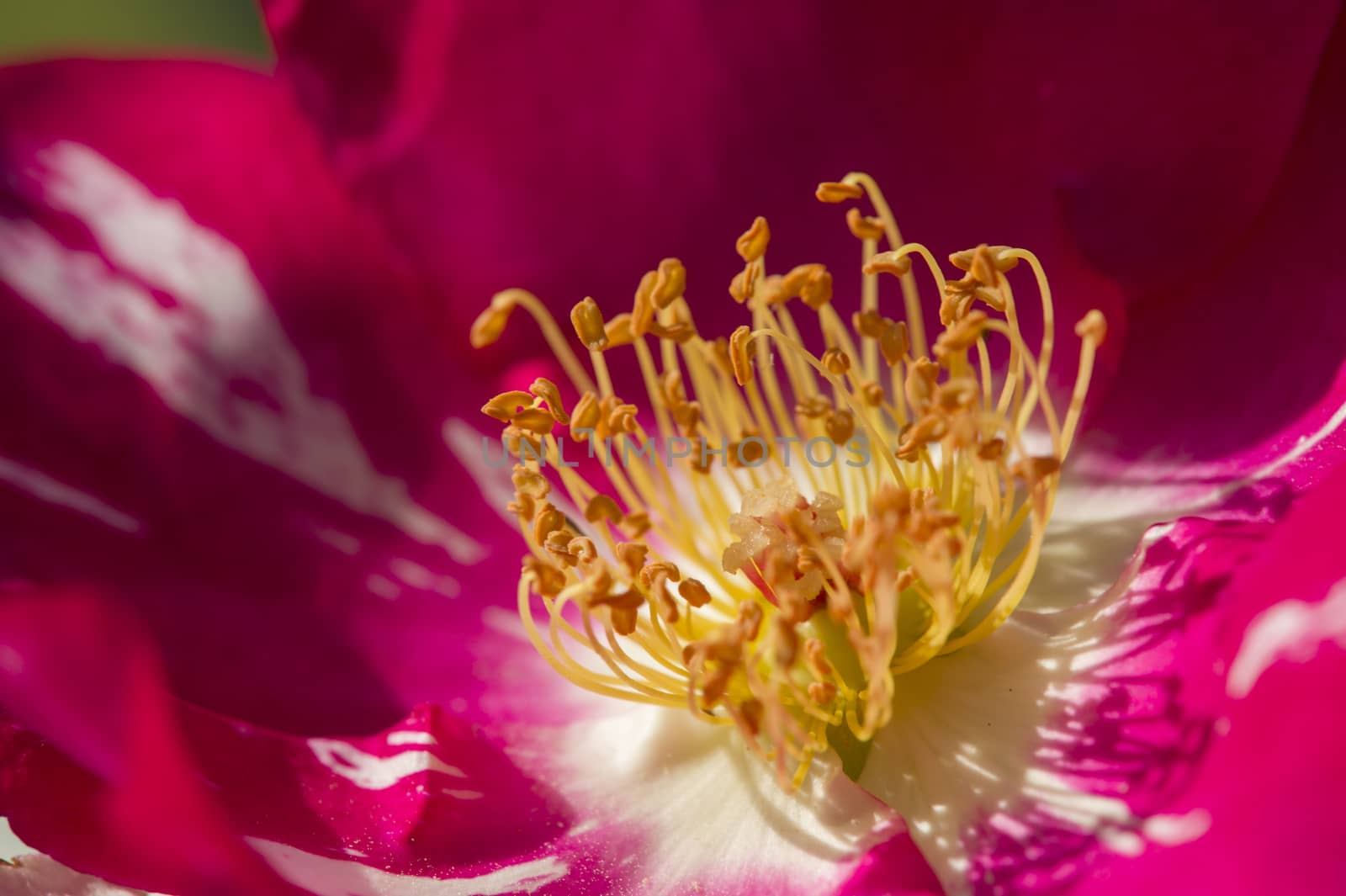 Colorful roses close up in full bloom