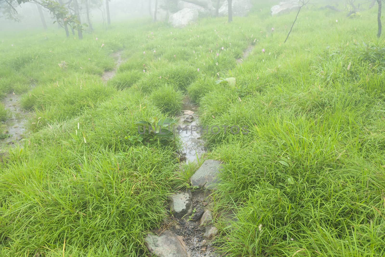 Streams flowing from the mountains. Runs through the meadows A cool, crisp morning air of the mountains.