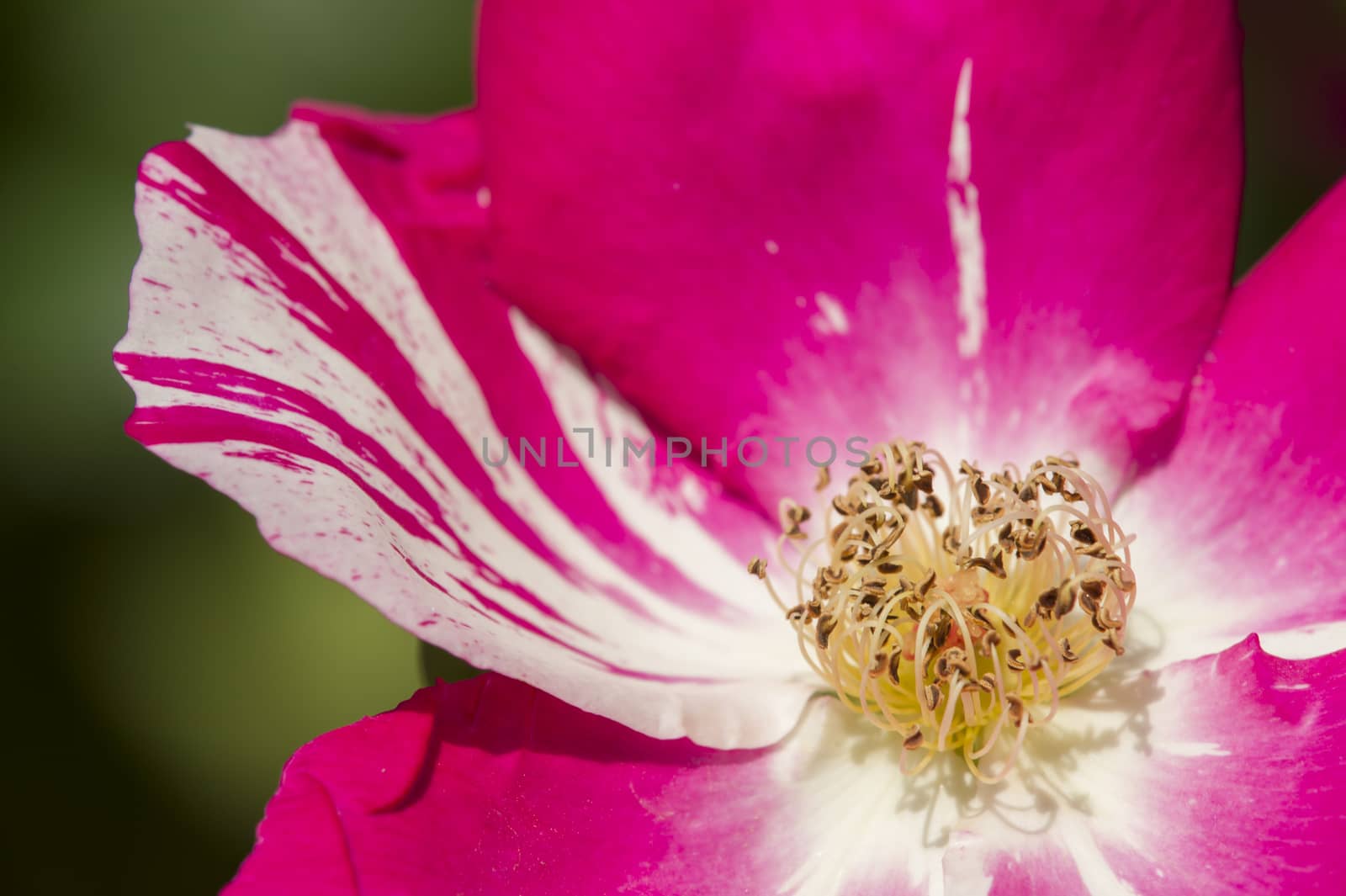 Colorful roses close up in full bloom