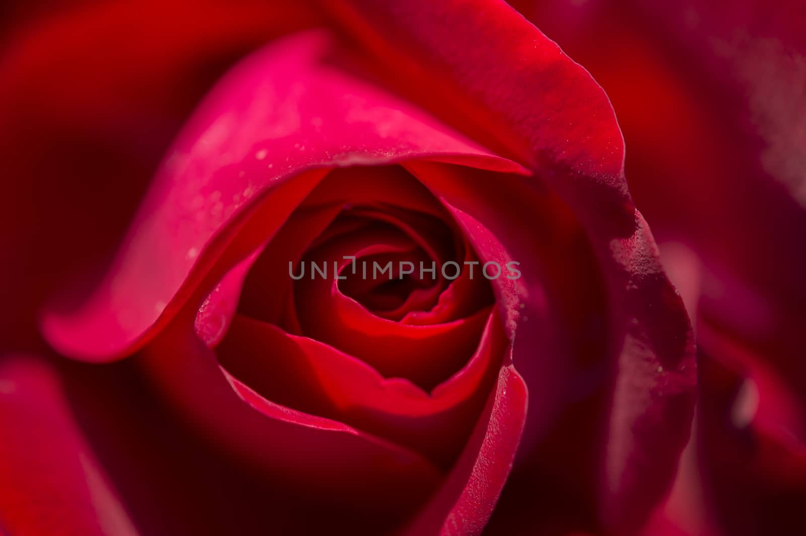 Colorful roses close up in full bloom