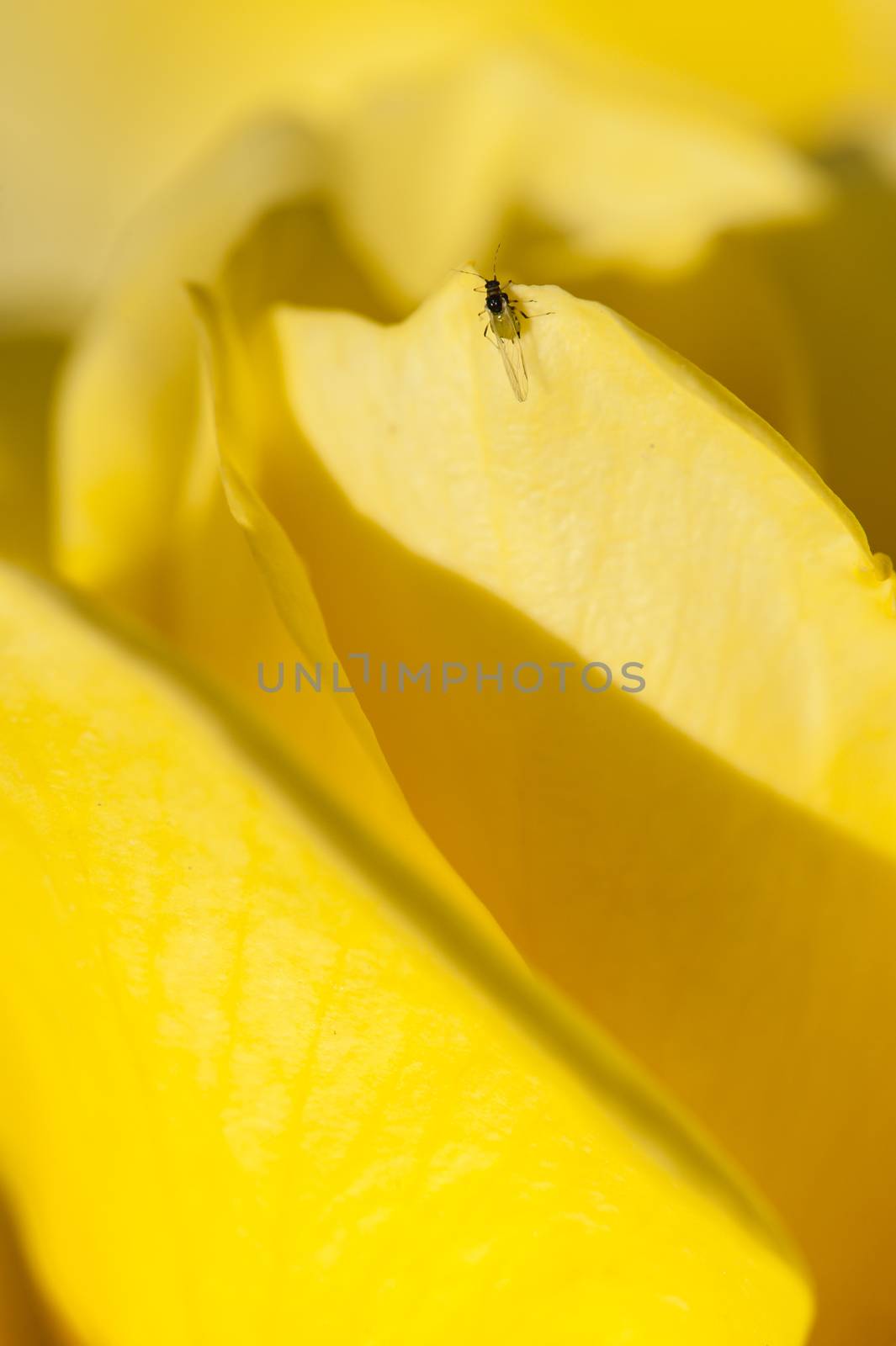 Colorful roses close up in full bloom with aphids