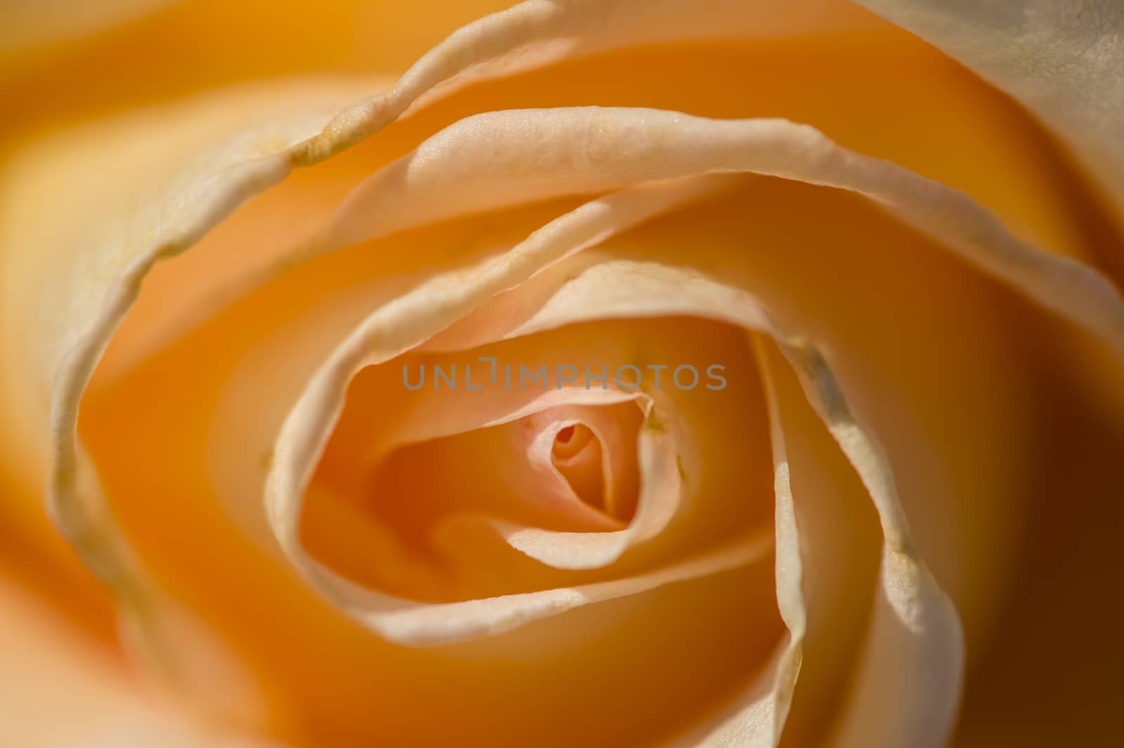 Colorful roses close up in full bloom
