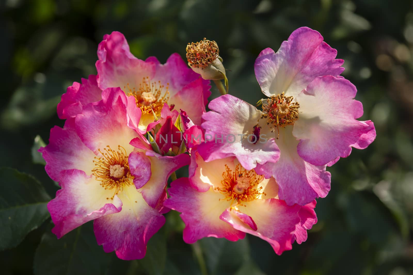 Colorful roses close up in full bloom