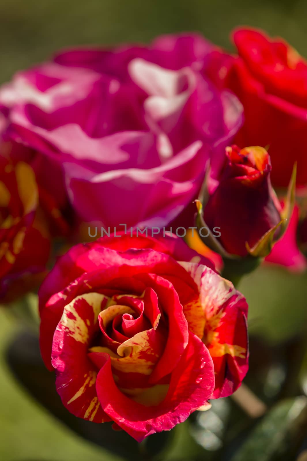 Colorful roses close up in full bloom