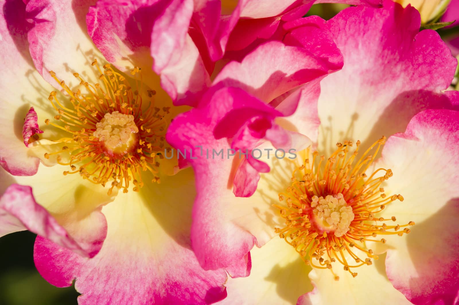 Colorful roses close up in full bloom