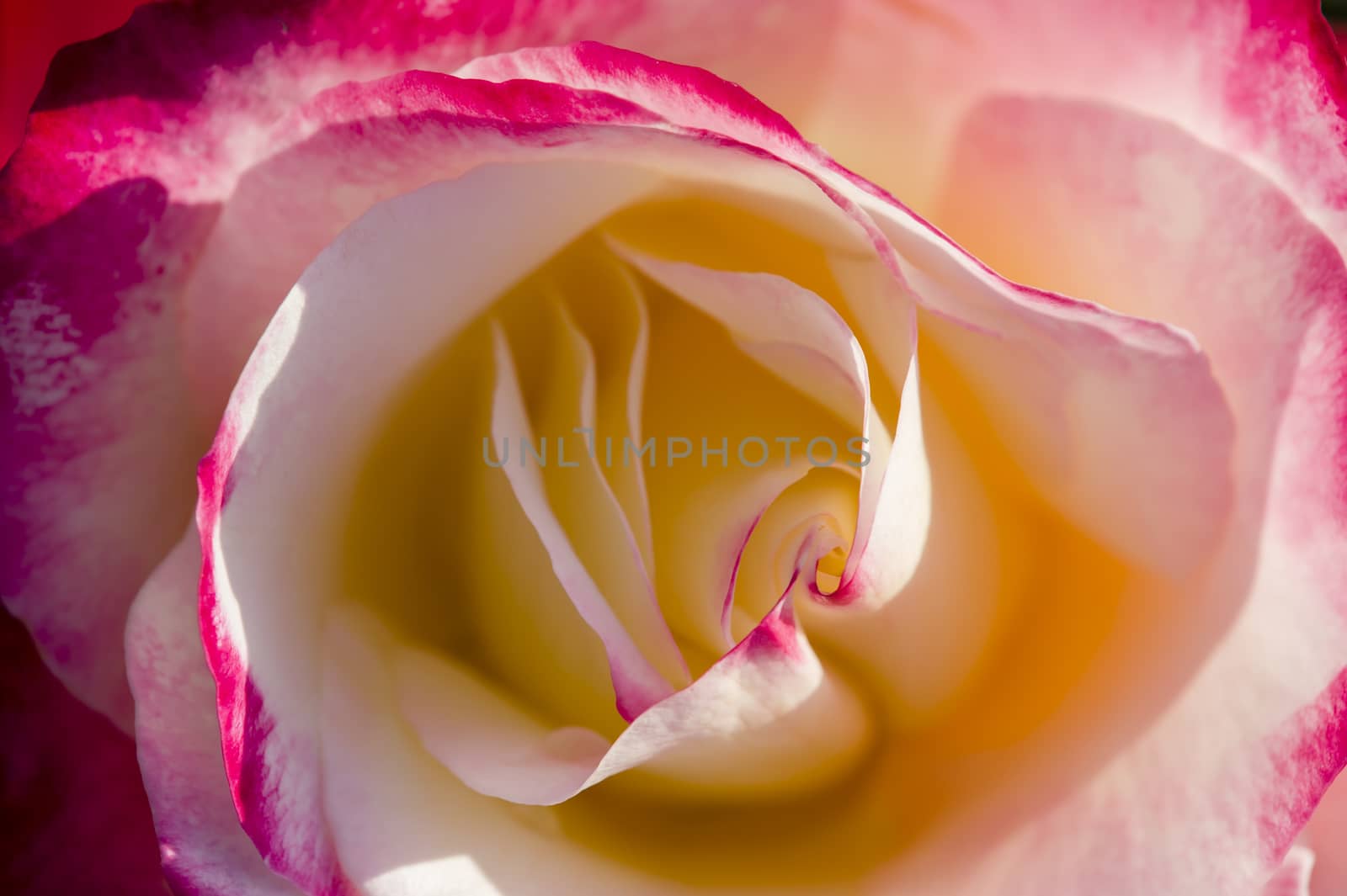 Colorful roses close up in full bloom
