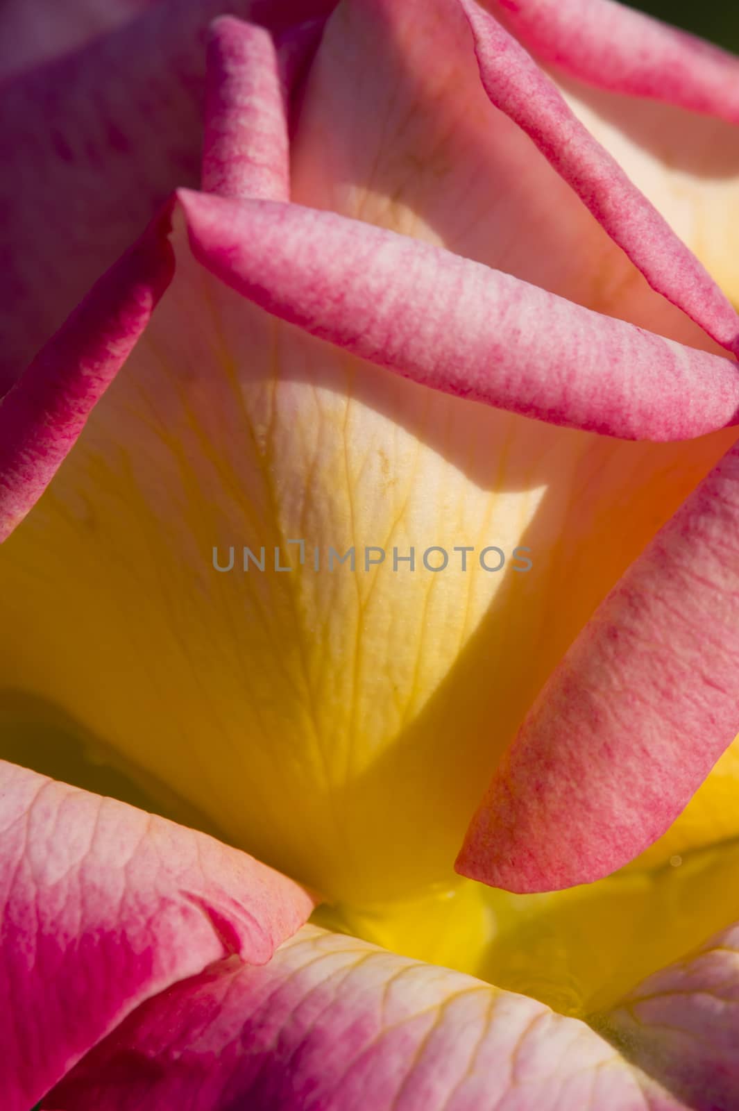 Colorful roses close up in full bloom
