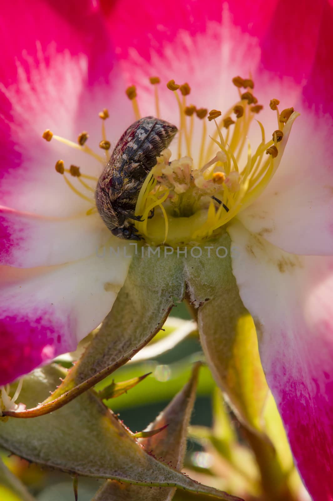 Colorful roses close up in full bloom