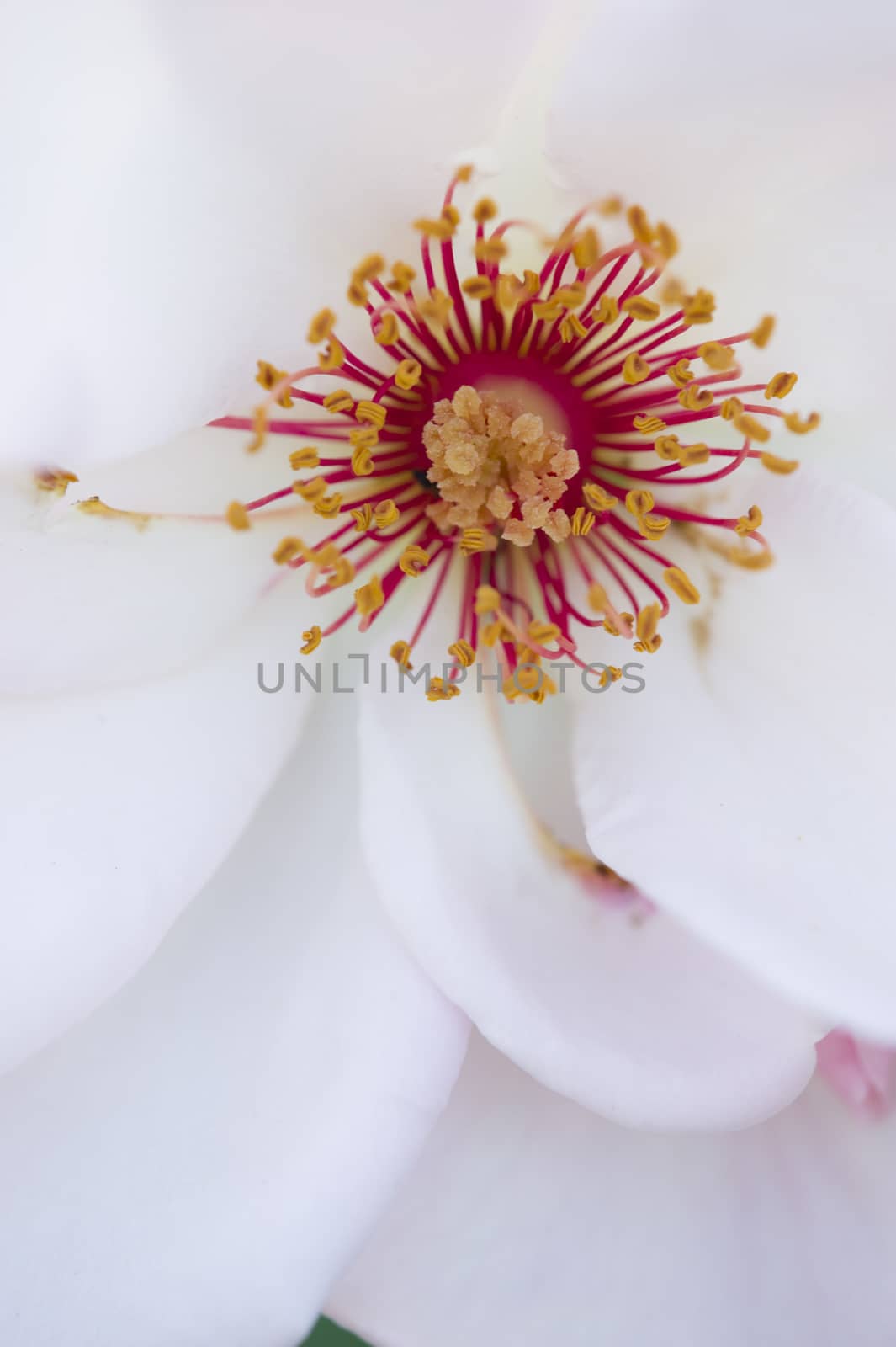 Colorful roses close up in full bloom