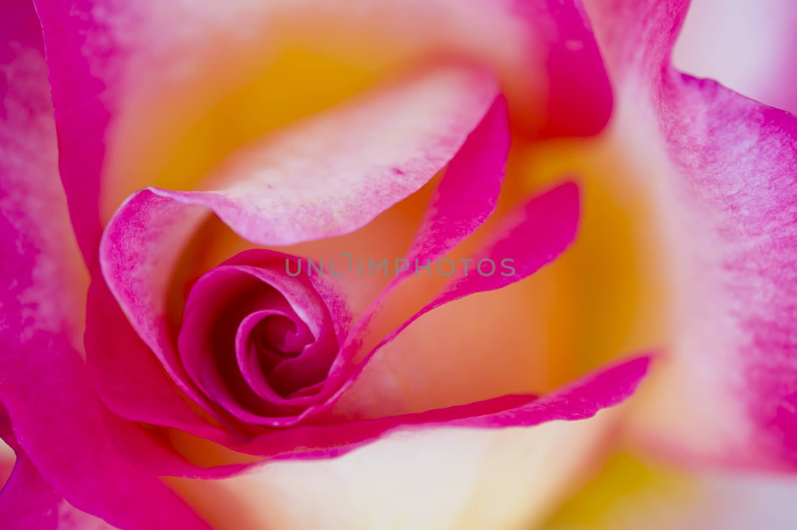 Colorful roses close up in full bloom