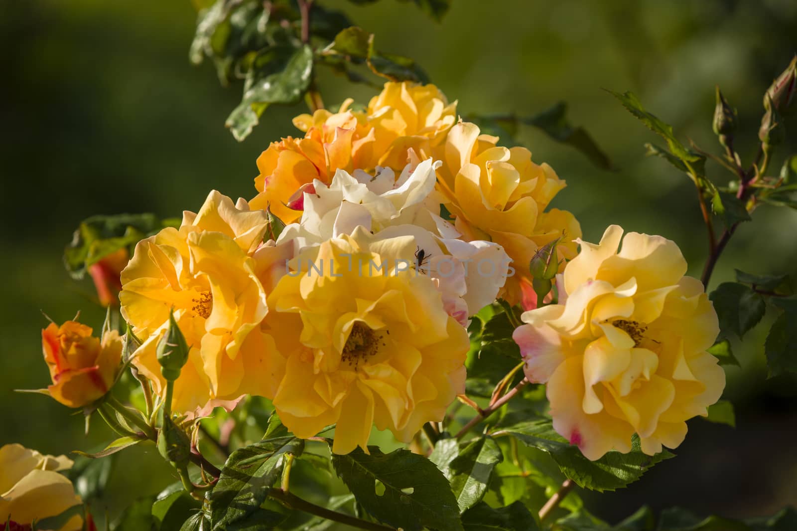 Colorful roses close up in full bloom