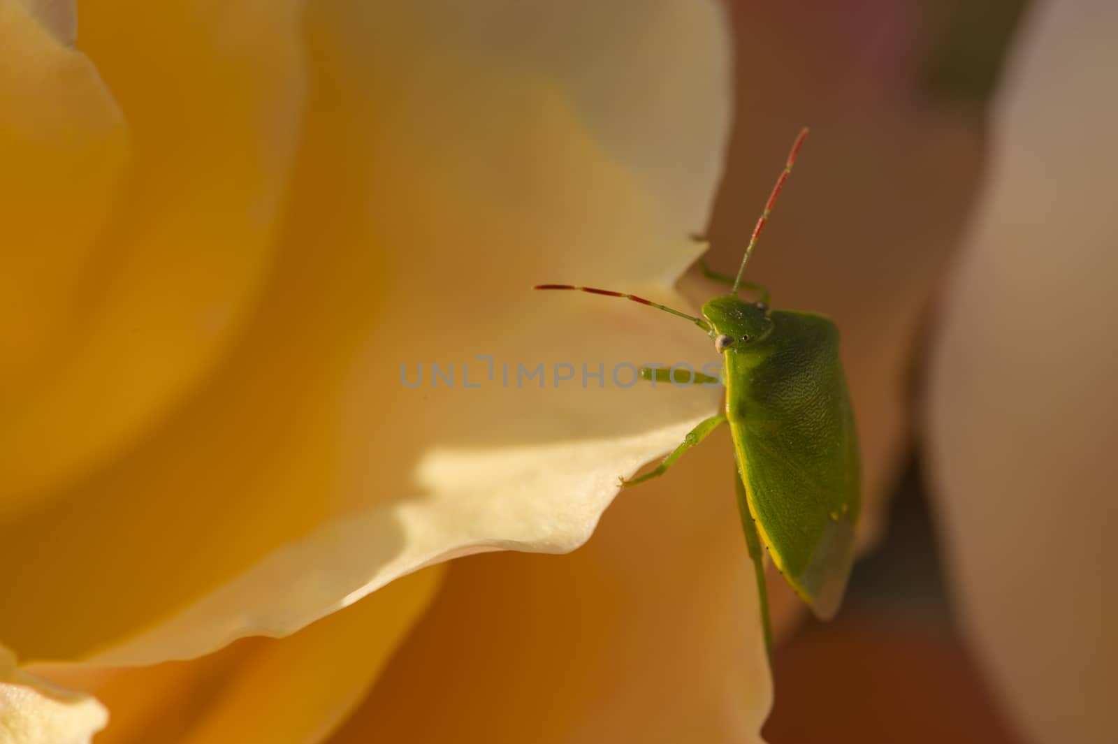 Green Shield bug on colorful roses close up in full bloom
