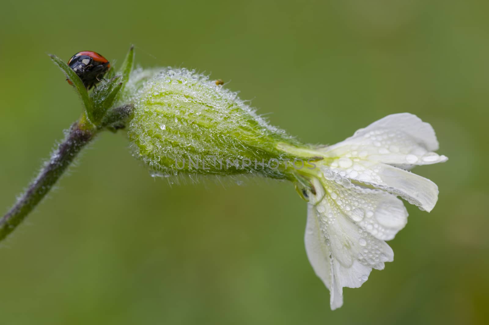 Ladybug on Saponaria white flower witn dew drops