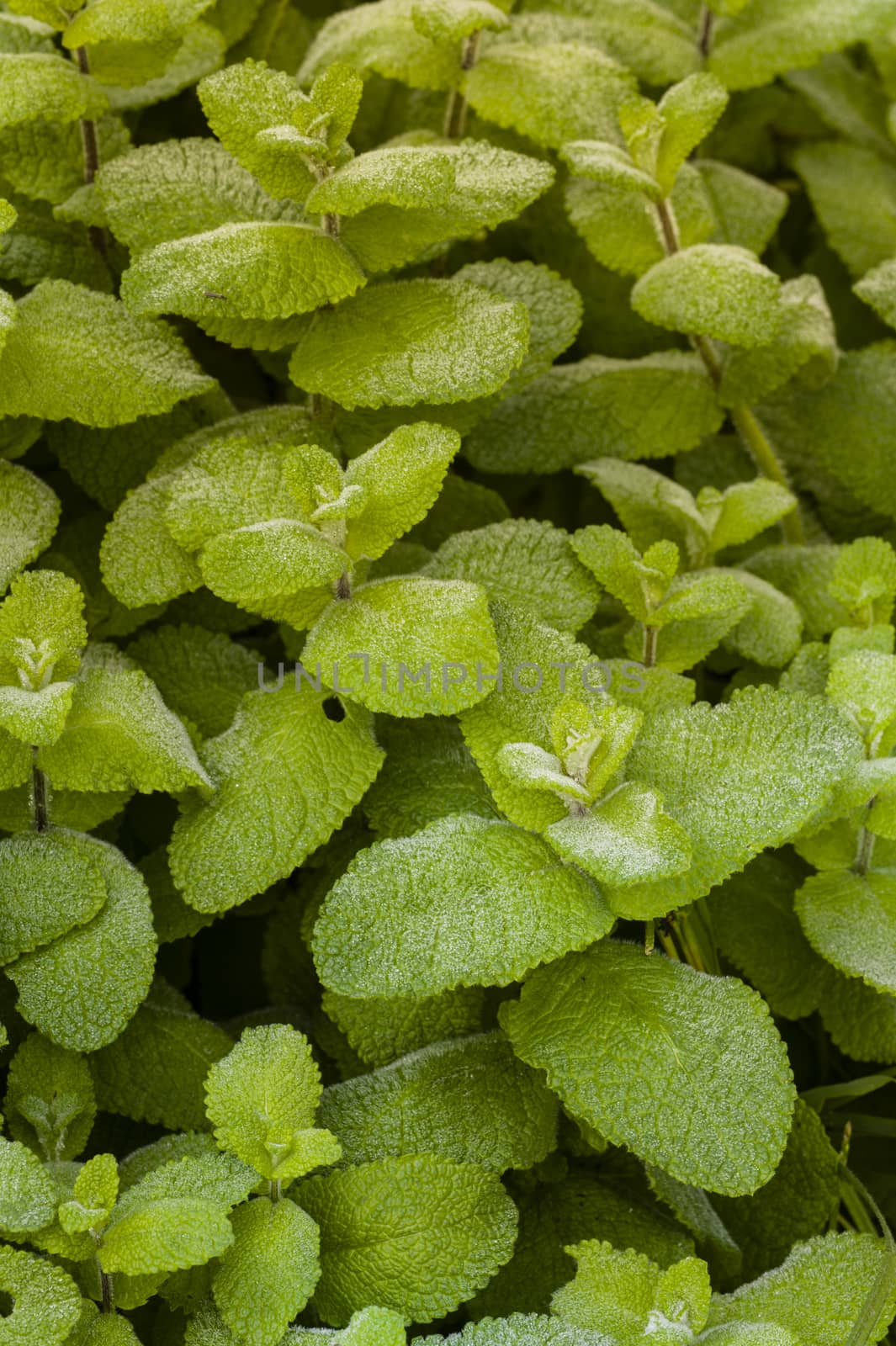 Green plant with wide leaves covered with dew