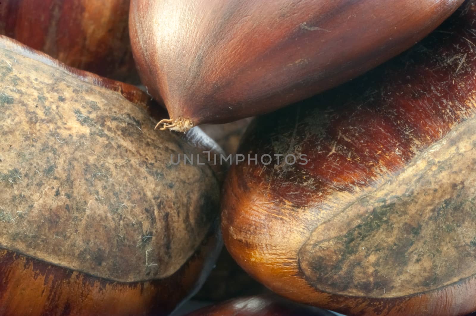 raw natural macro of chestnuts in studio