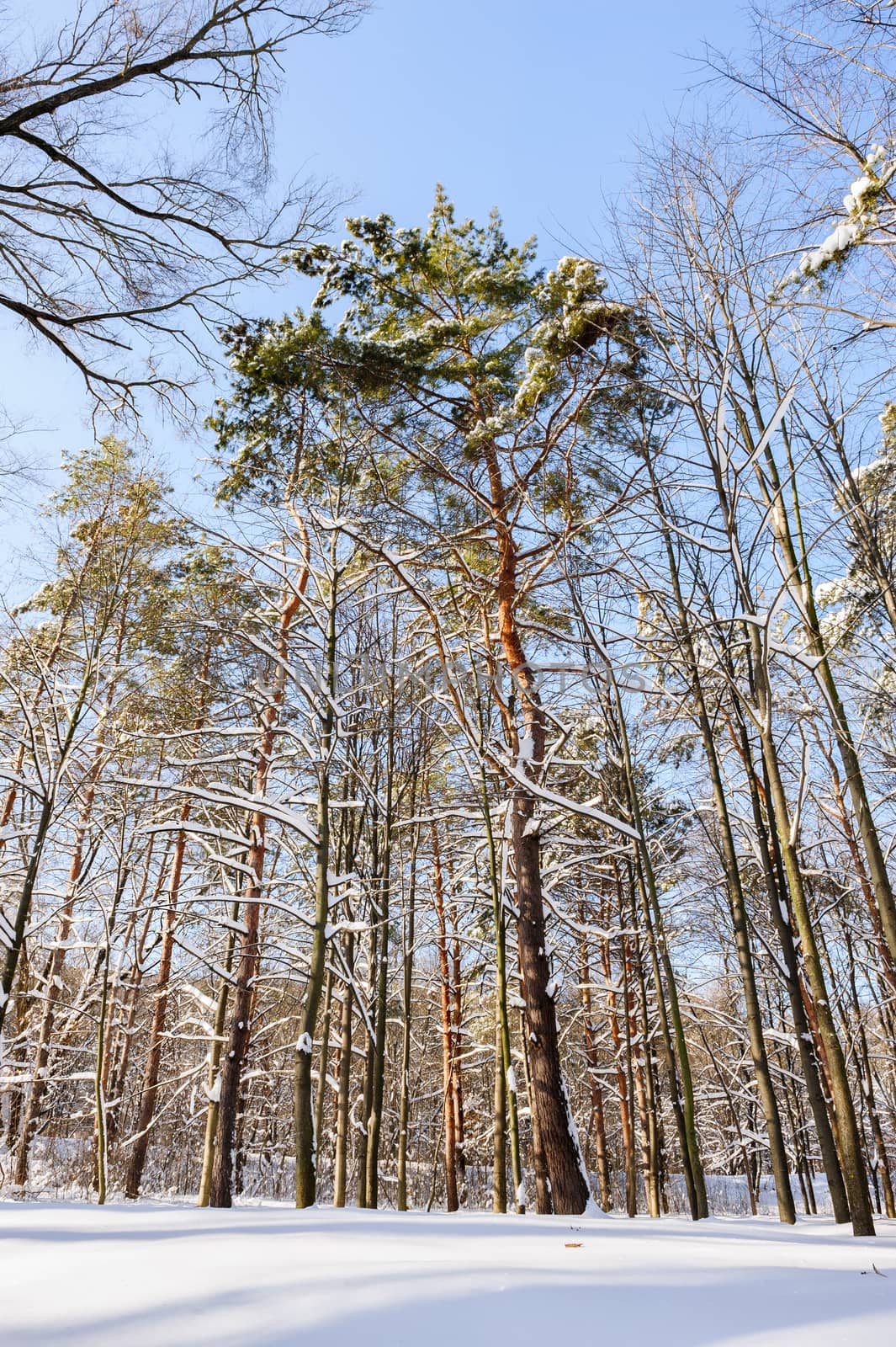 Trees covered with snow in frozen winter forest