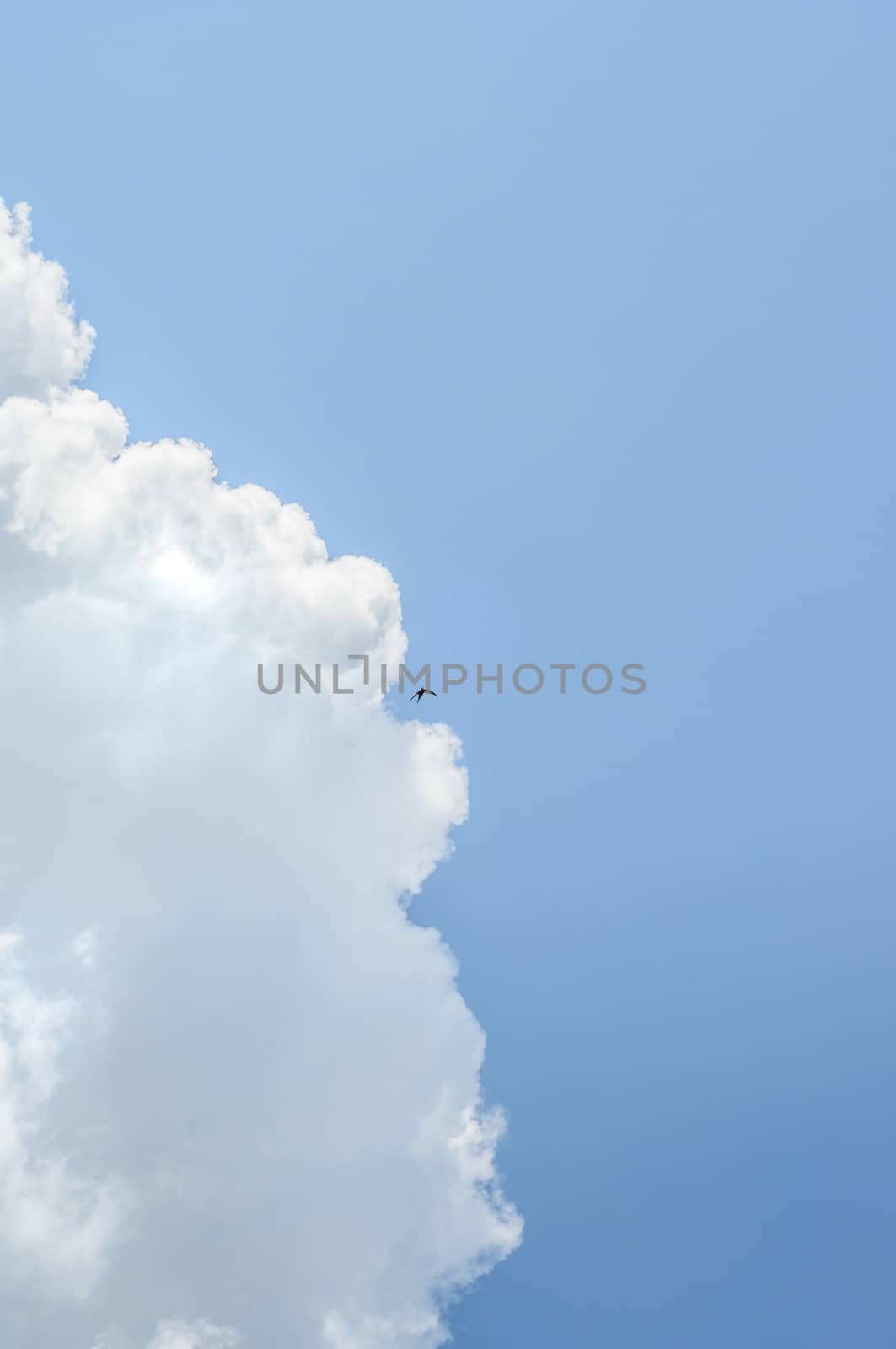 lonely small swallow in deep blue sky flying near big cloud