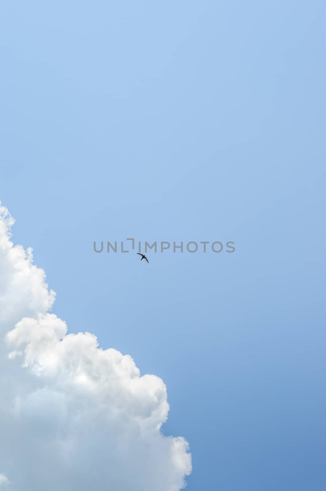 lonely small swallow in deep blue sky flying near big cloud