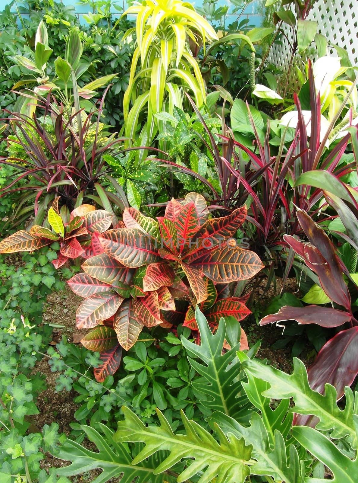 Different kinds of plants in the park in Hong Kong