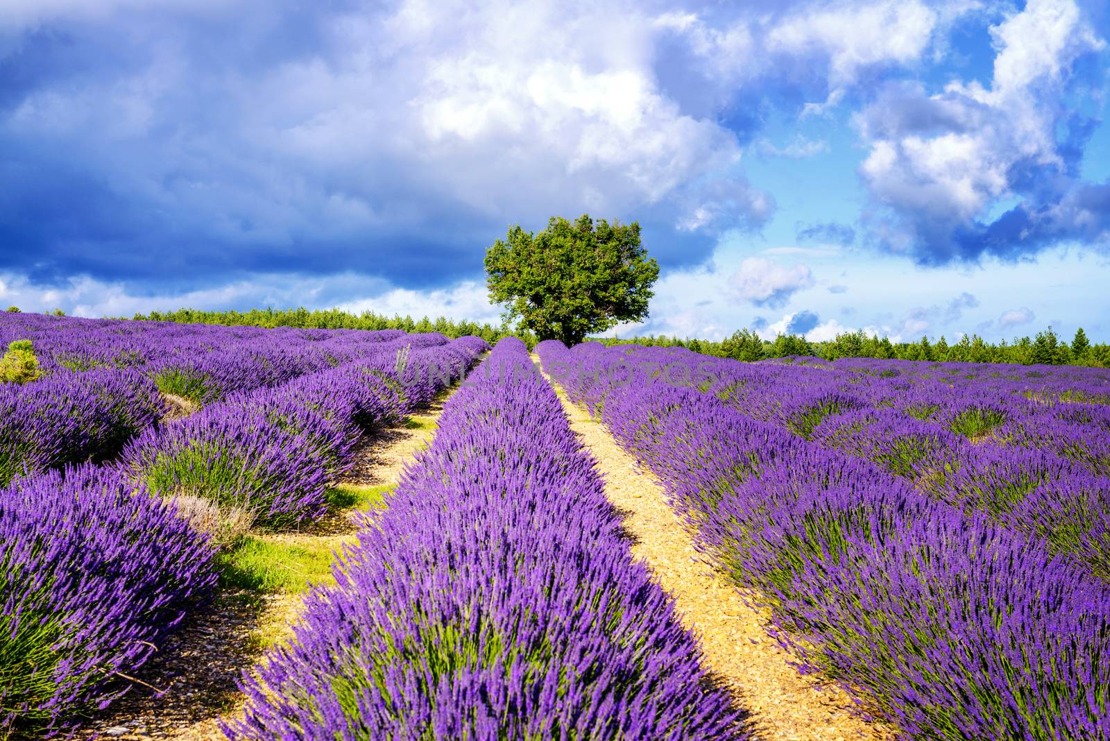 Lavender field in Provence, near Sault, France 