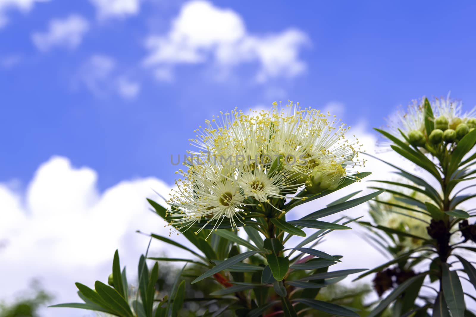 White Xanthostemon and Sky. by GNNick