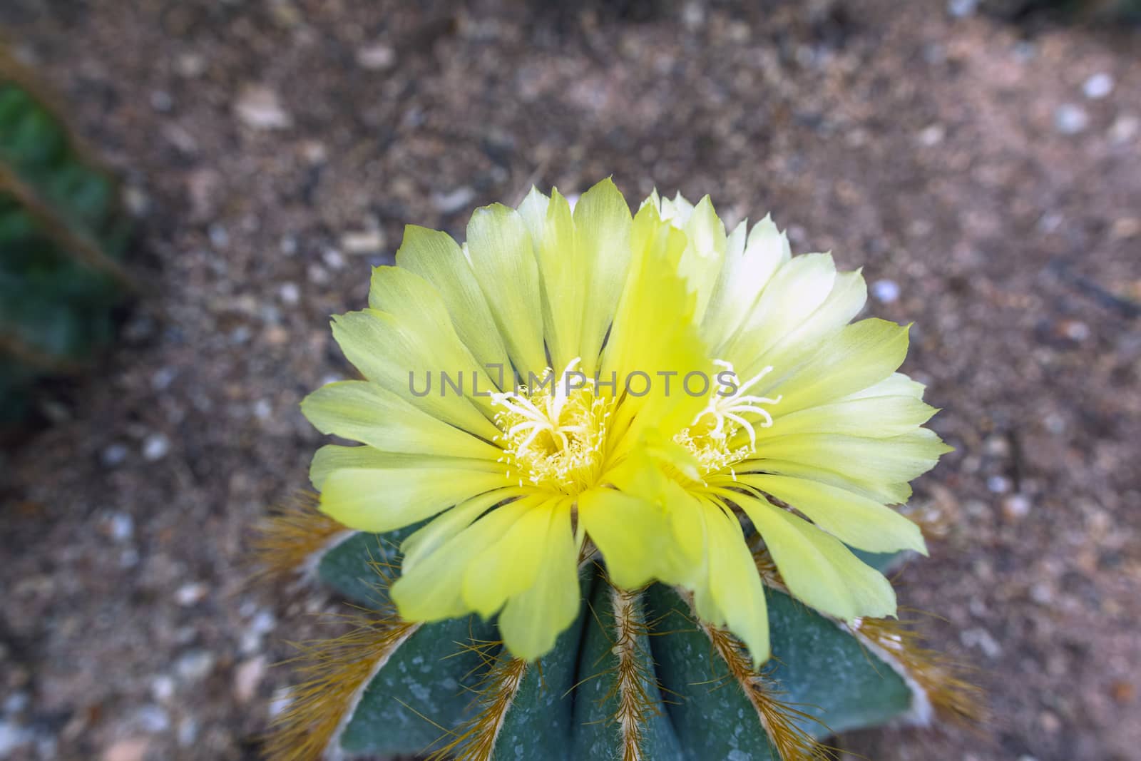 Parodia Mammulosa, or Notocactus Mammulosus Flowers in Thailand.