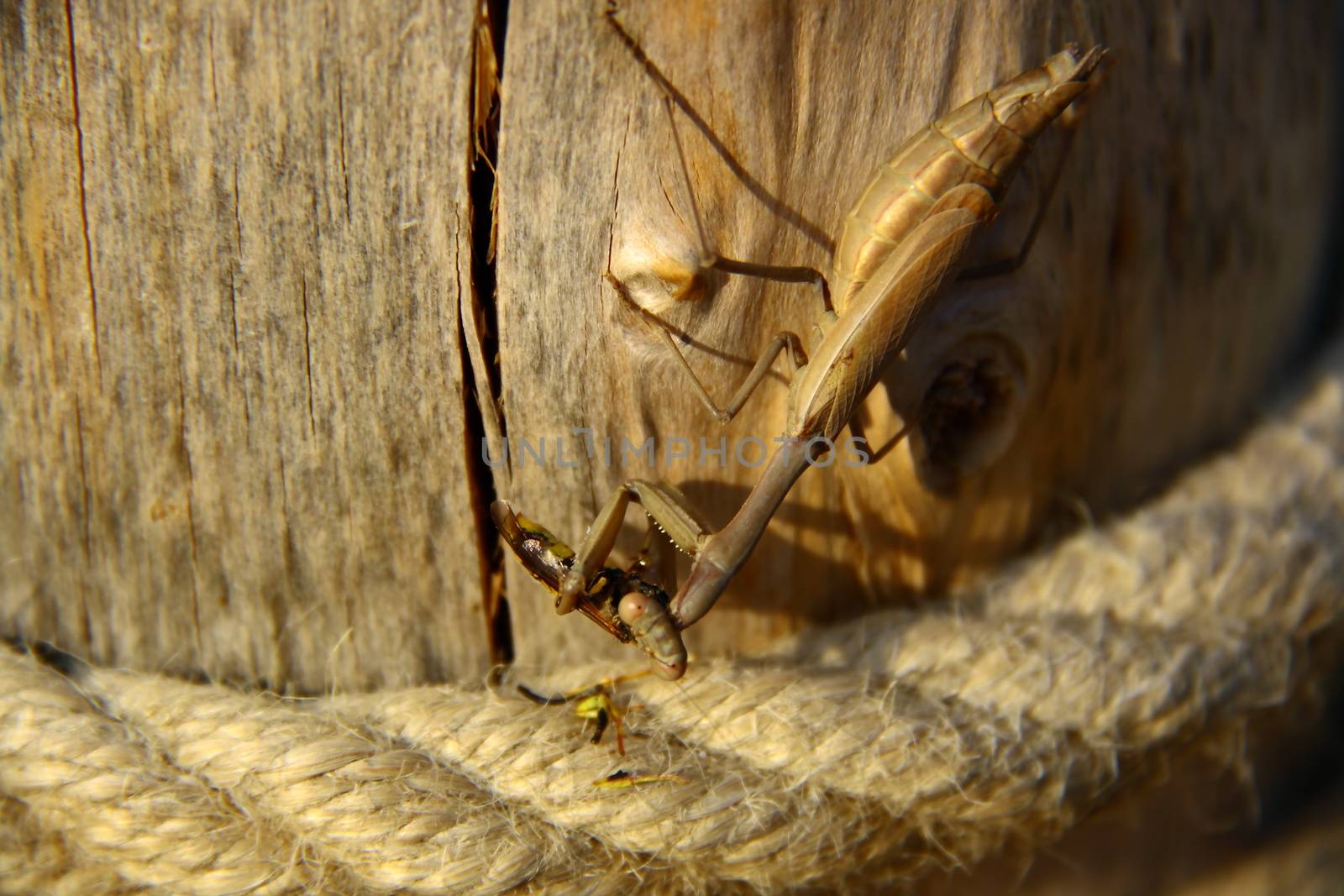 praying mantis eating a bee near rope