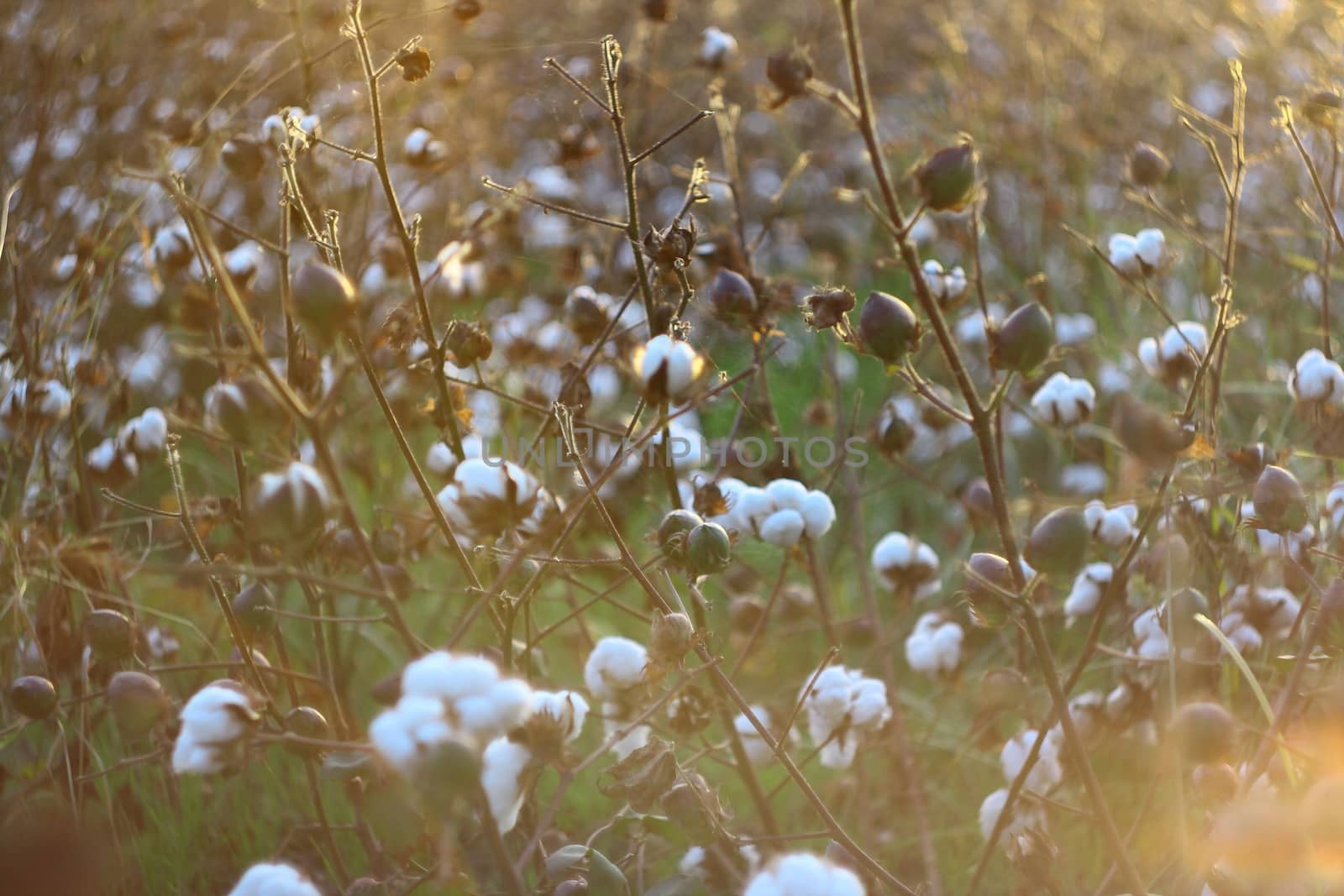 collecting cotton from field at sunset 