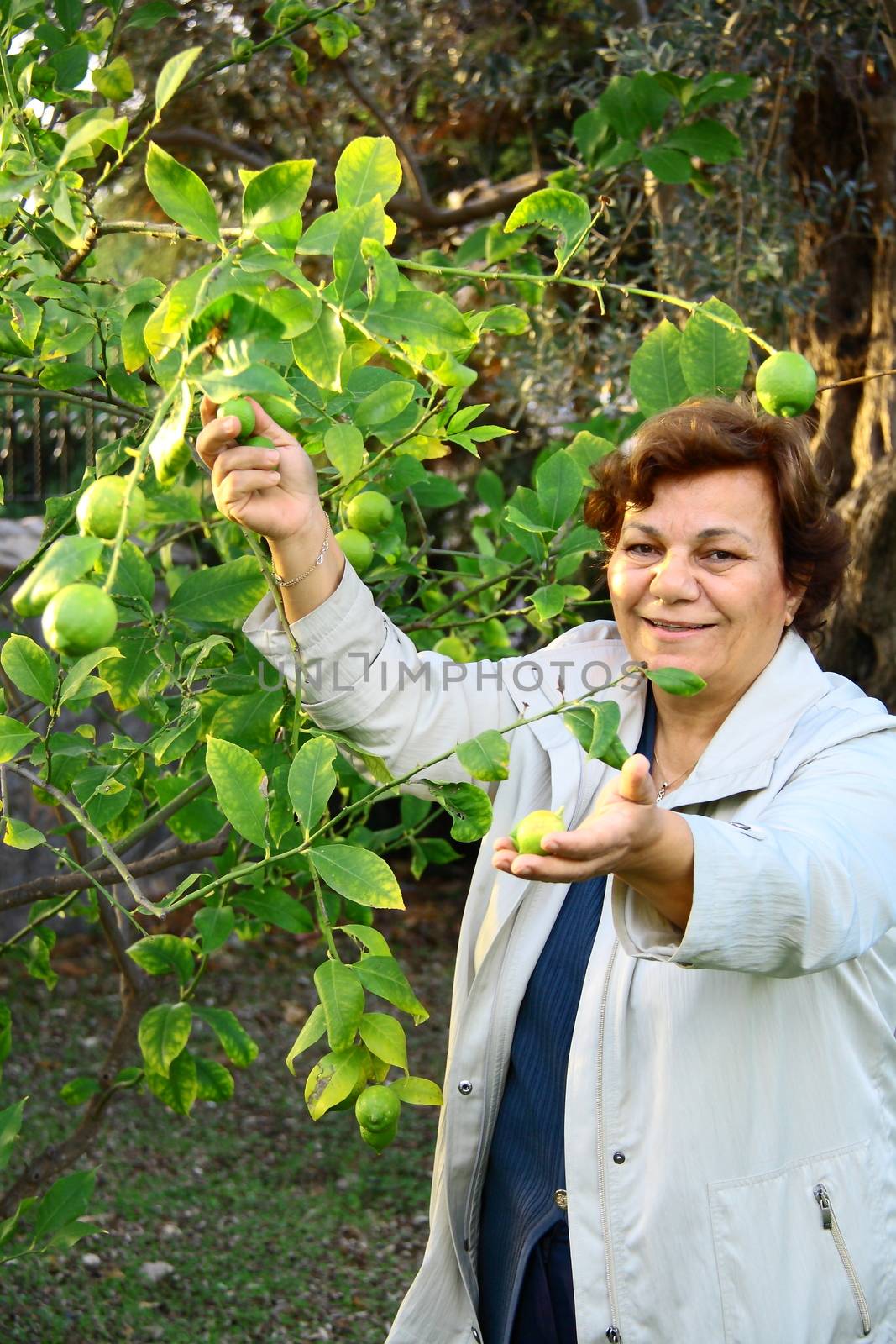 beautiful woman collecting  fresh lemon from tree