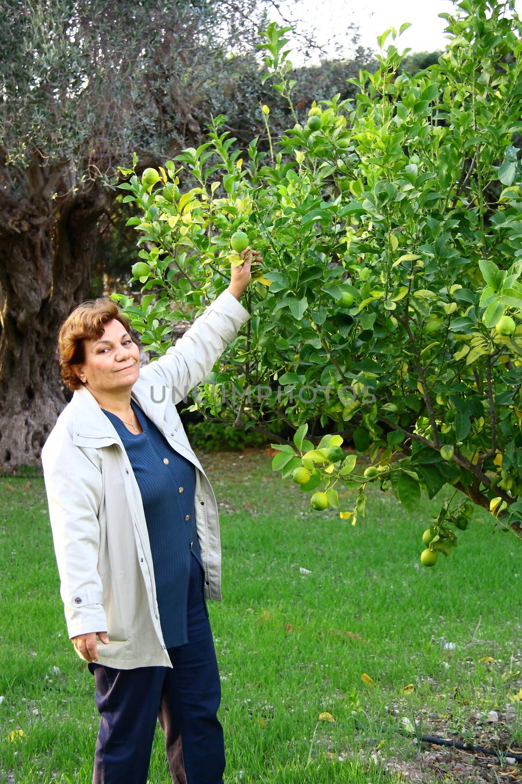 beautiful woman collecting  fresh lemon from tree
