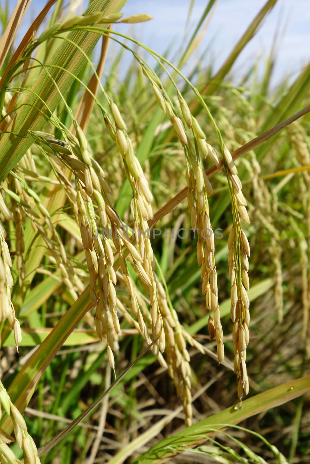 Close up of ripe rice in the paddy by tang90246