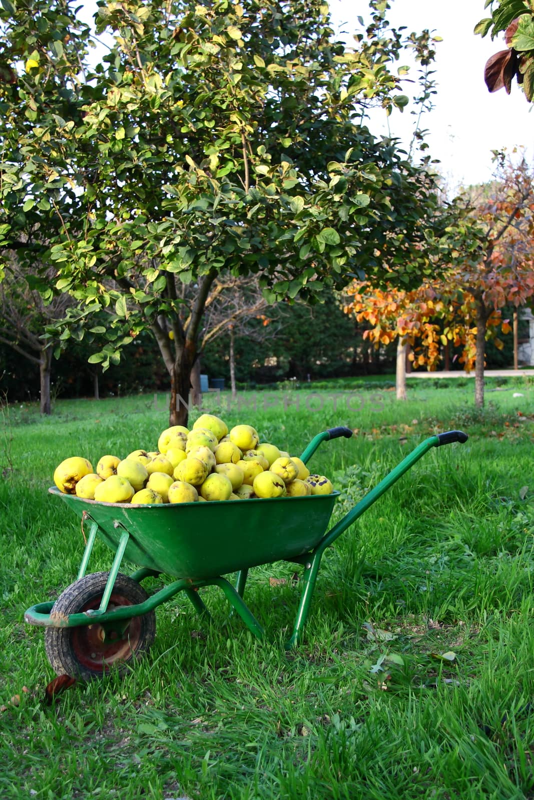 collected fresh persimmon and quince on wheelbarrow