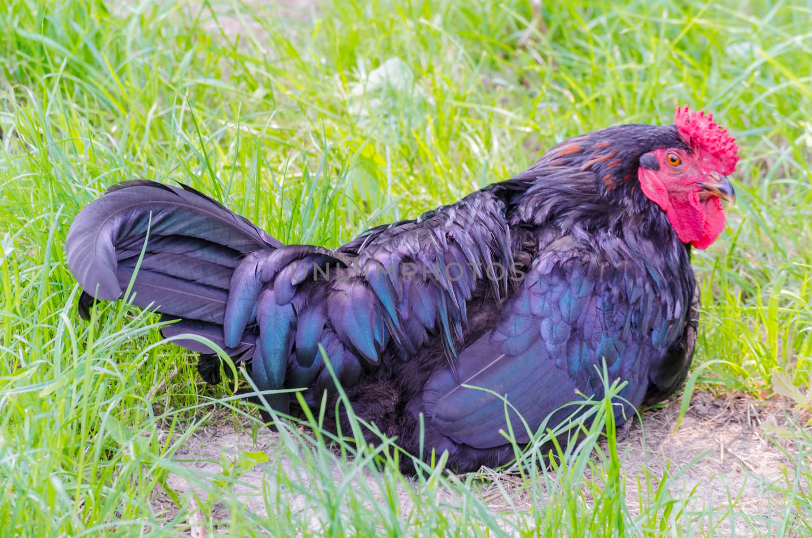 Chicken breed with the black plumage.