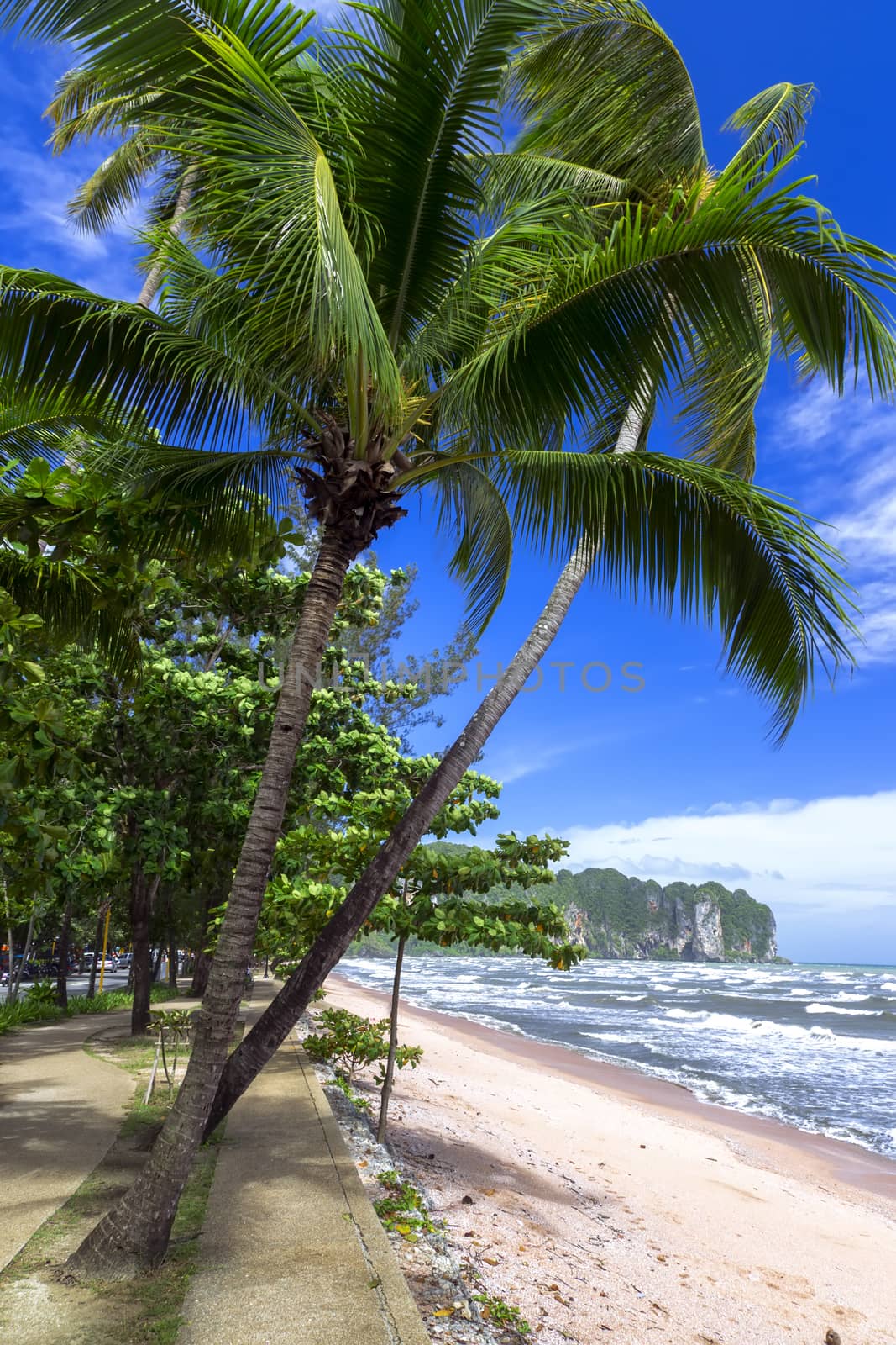 Palm Trees on Shore in Krabi Province, Thailand