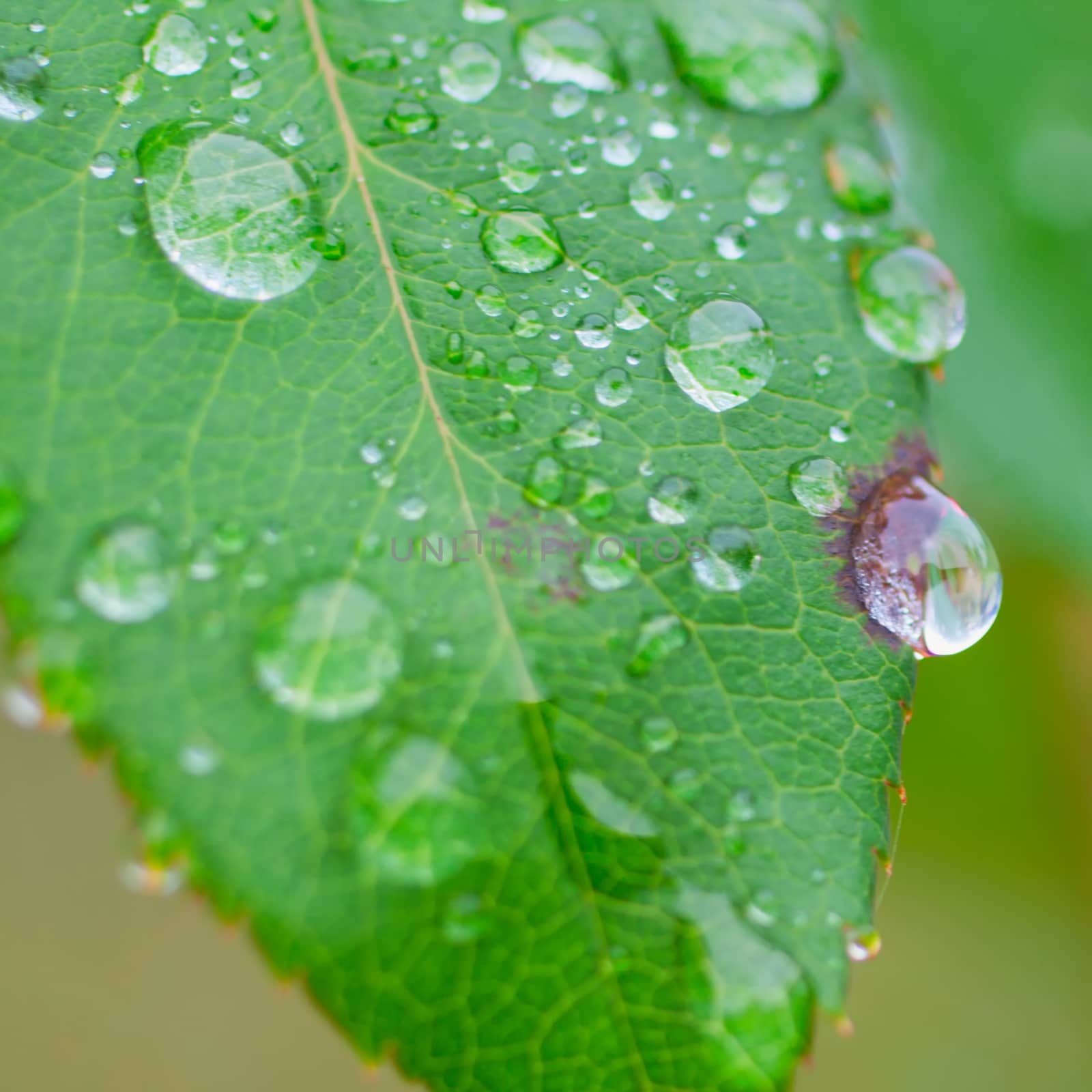Leaf with drops by Koufax73