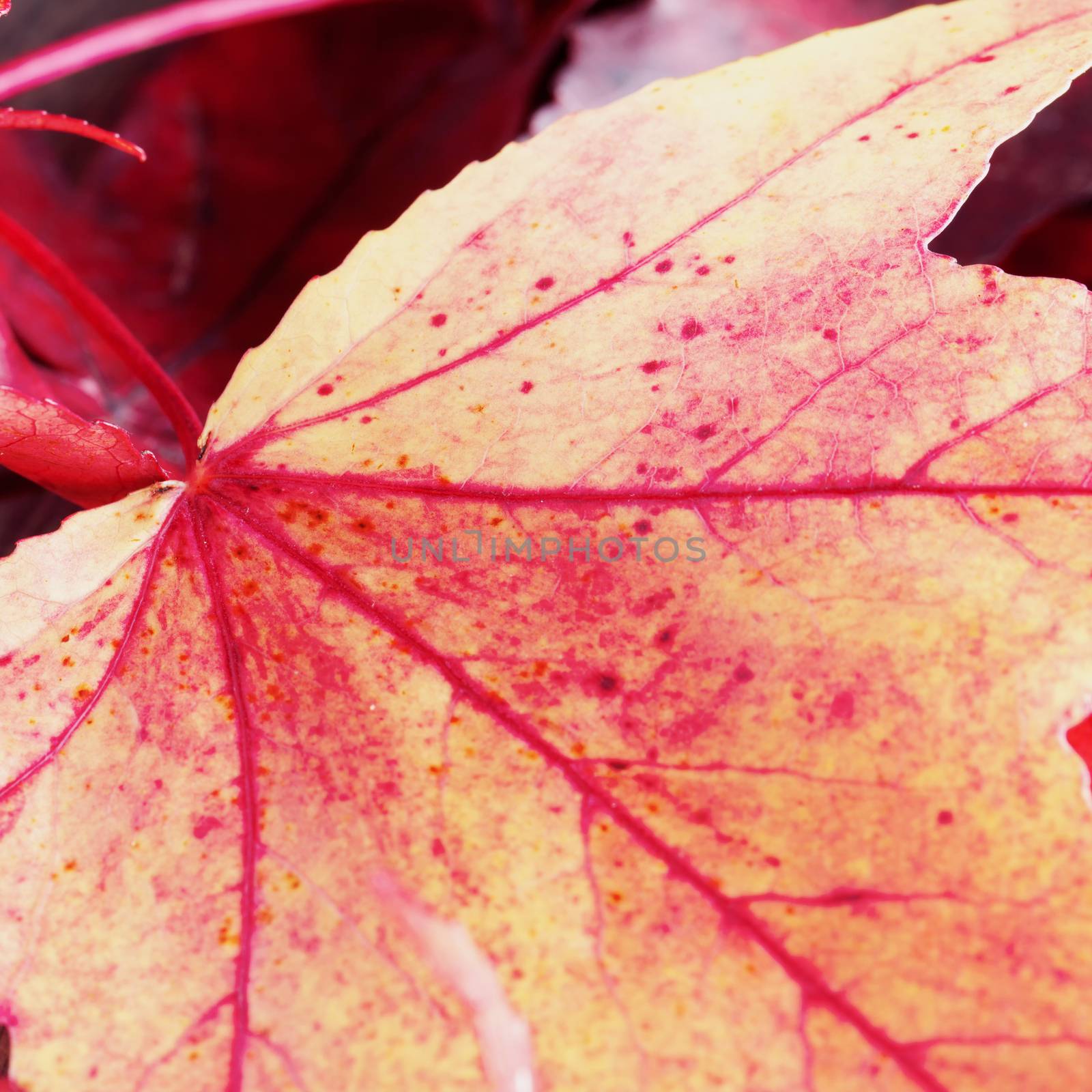 Red autumnal leaves in strict close up