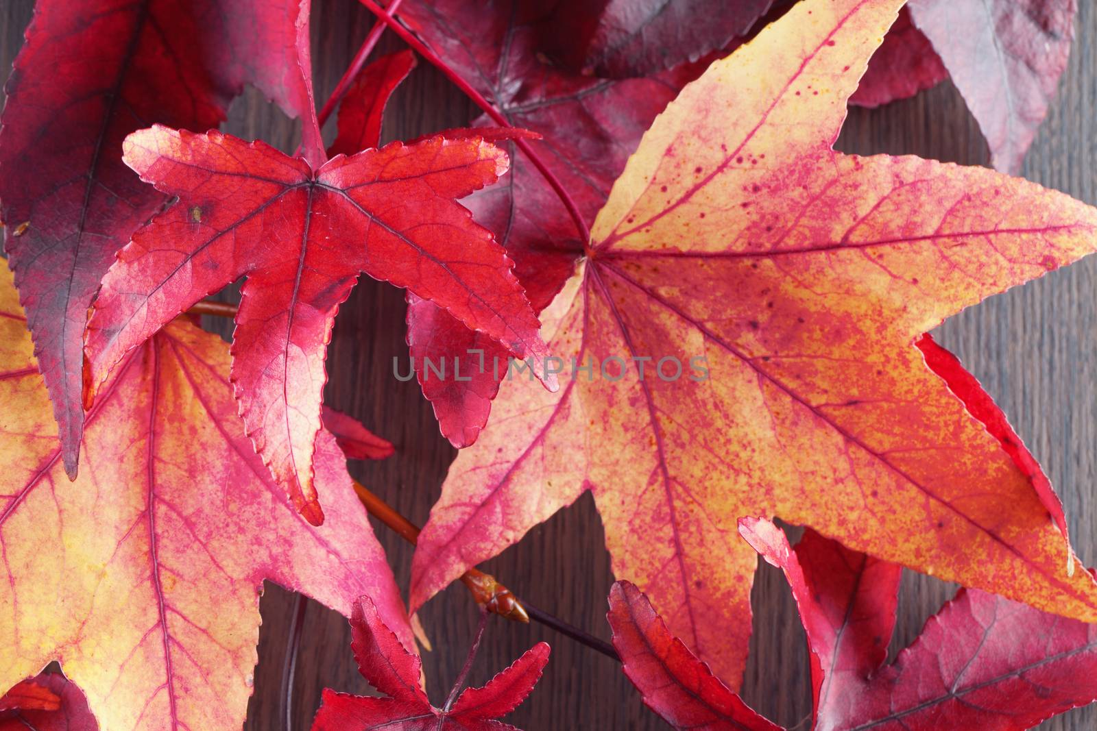 Red autumnal leaves over wooden background