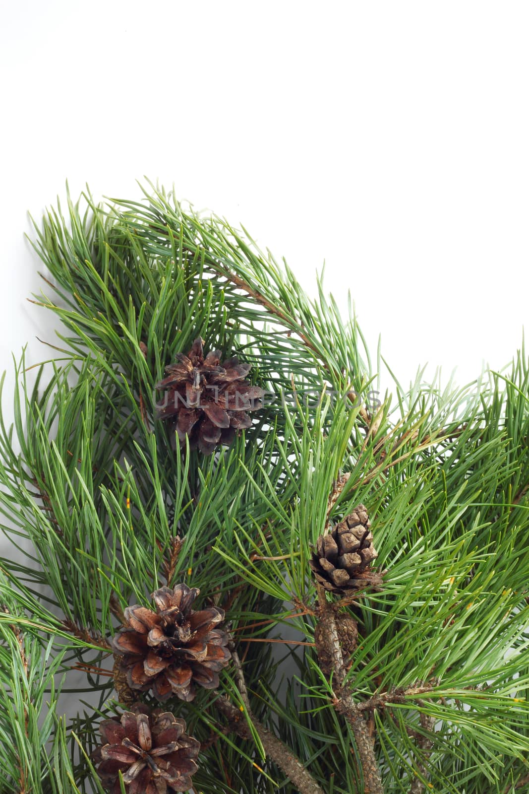 Fresh natural Pine with cones isolated on white background