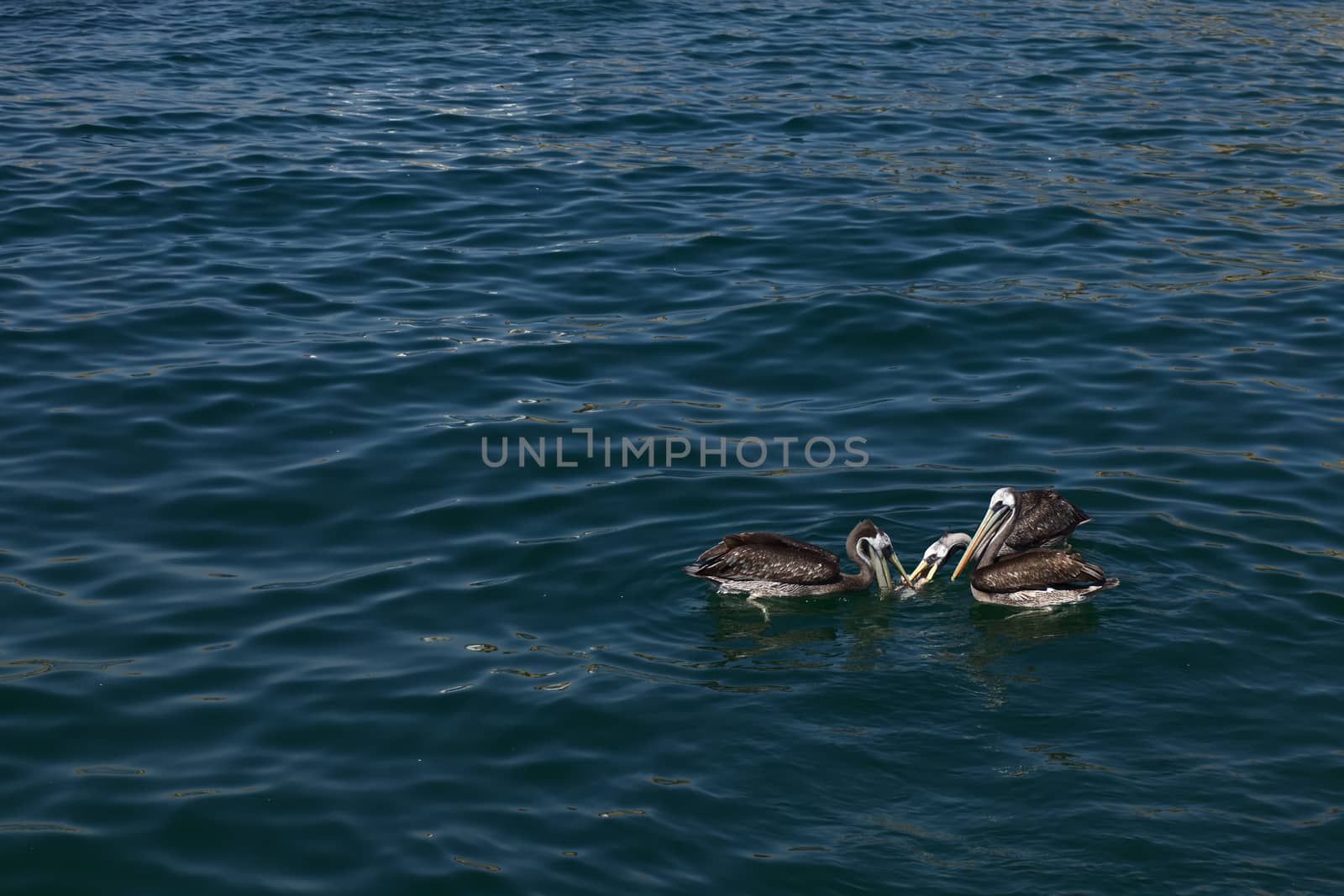 Three Peruvian Pelican (lat. Pelecanus thagus) birds in the water close to the quay of the small town of Mancora in Northern Peru