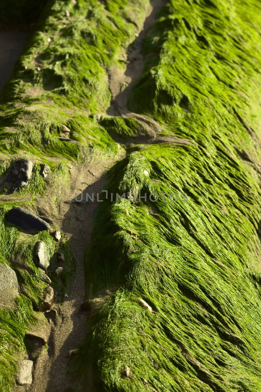 Green algae on rocks on the coast of Mancora, Peru (Selective Focus, Focus one third into the image) 